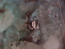 Chlorargyrite4591